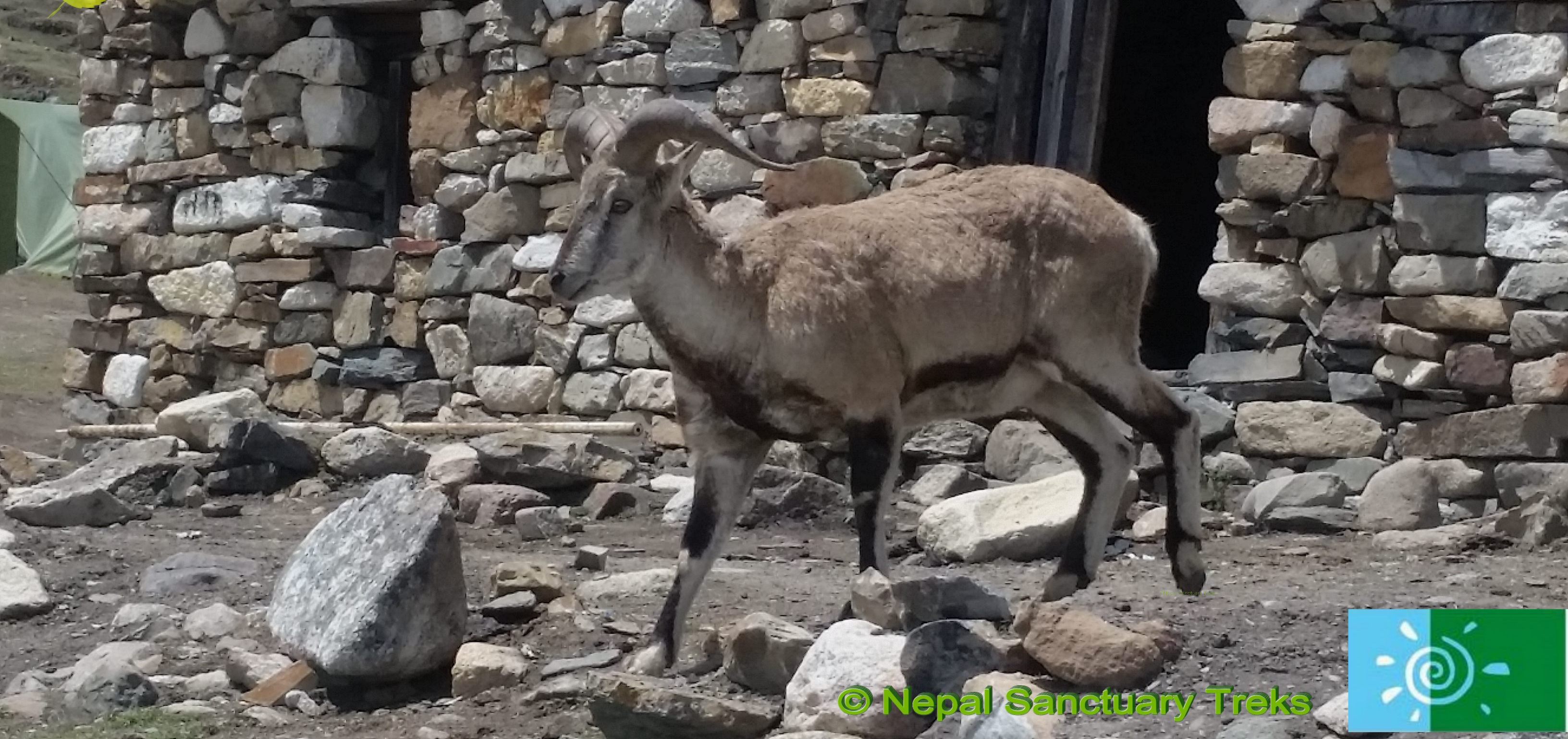 Manaslu Trek: Blue Sheep in Manaslu Dharmashala