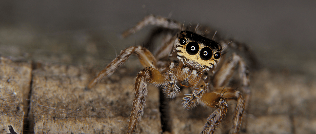 Euophrys omnisuperstes