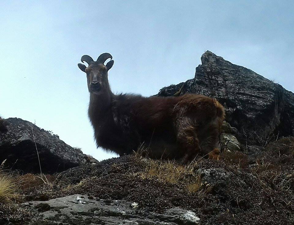 Tahrs: Found on the way to Everest Base Camp 