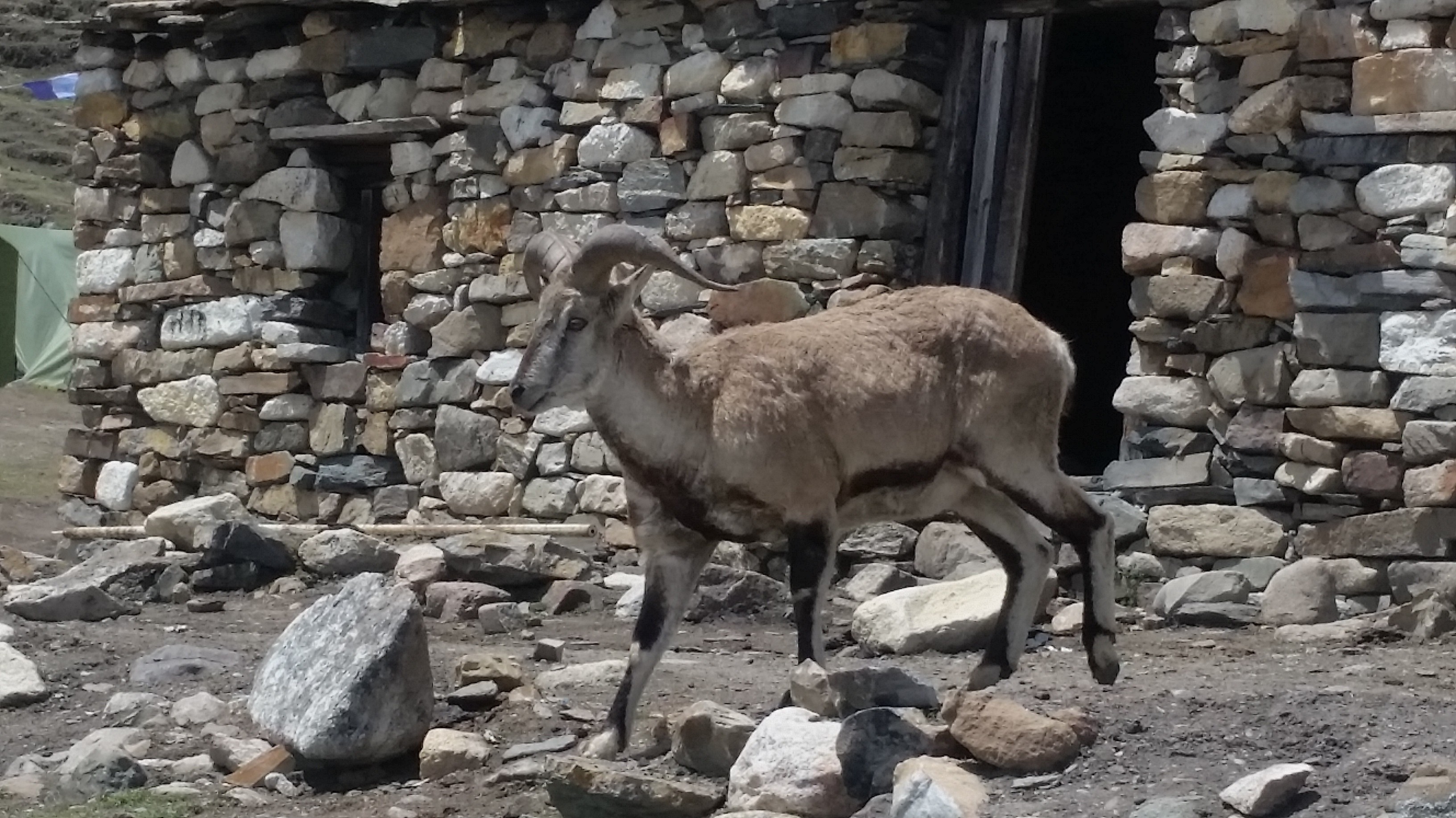 Sheep in Manaslu