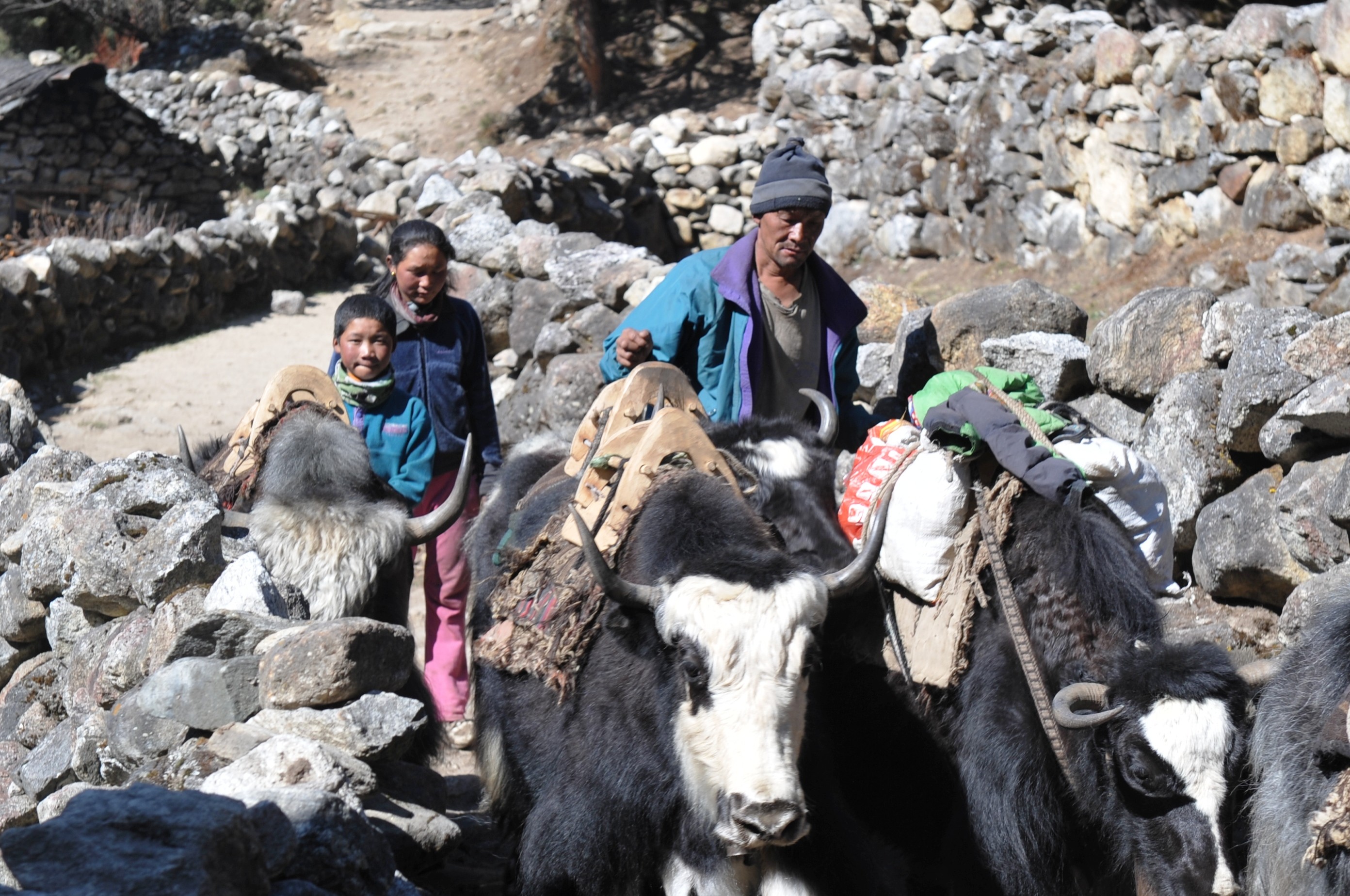 Yaks on the way to EBC