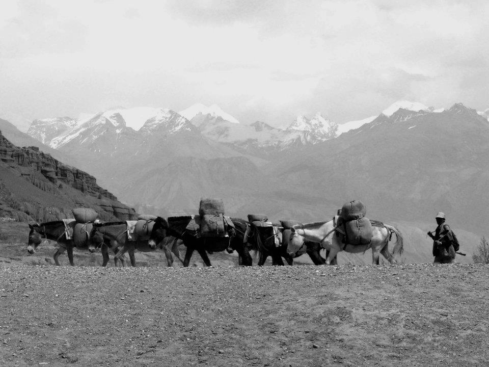 Horses in Mustang Trek