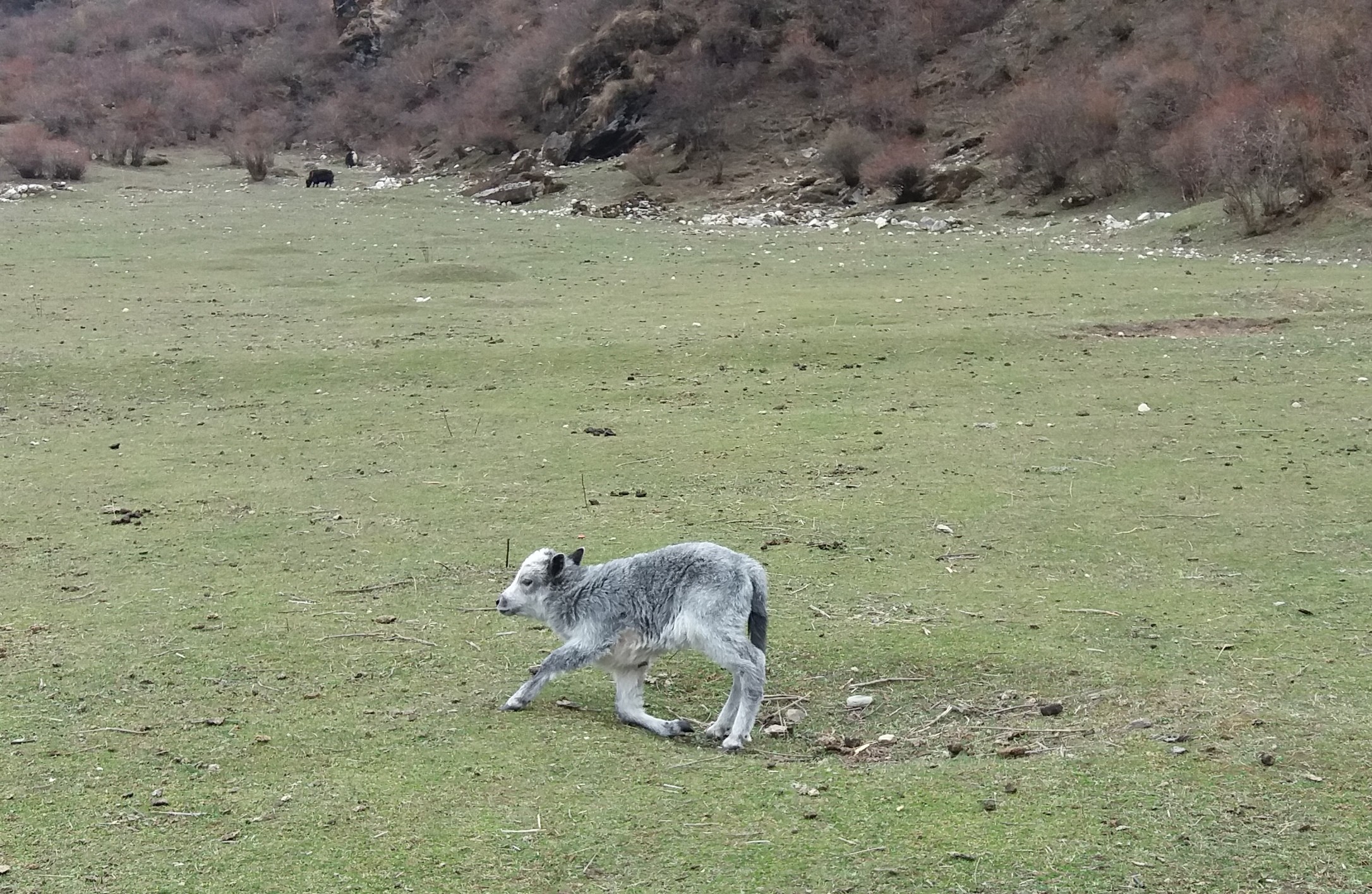 Yak Calf Samagaun