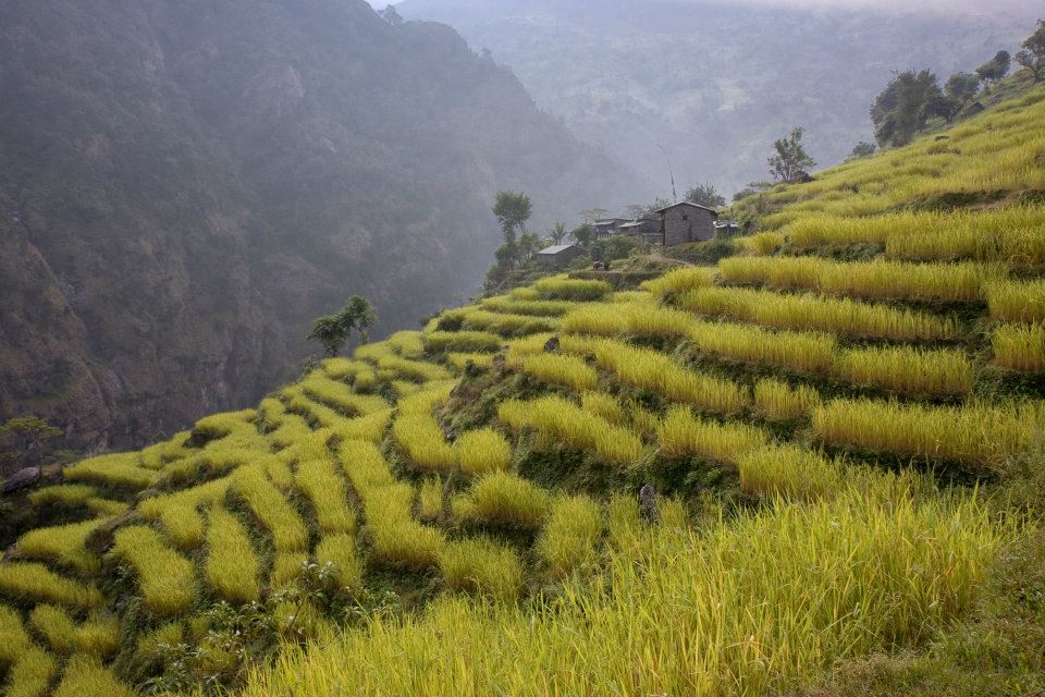 Manaslu Trek: Crops