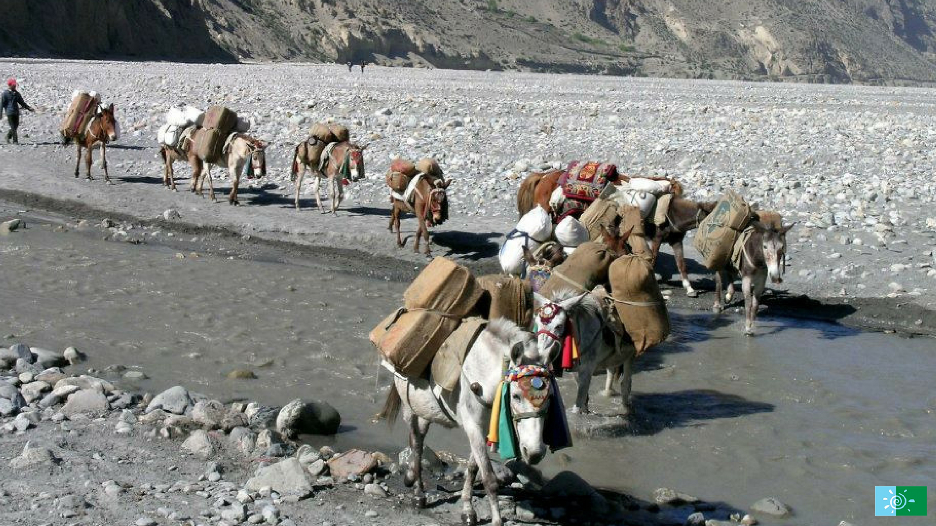 horses in Mustang Trek 