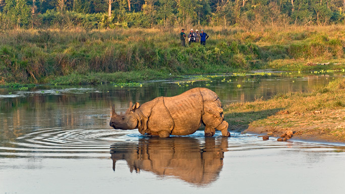 One horned rhinoceros in Chitwan National Park Nepal