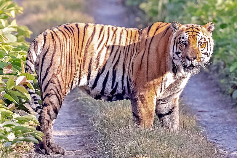 Royal Bengal Tiger