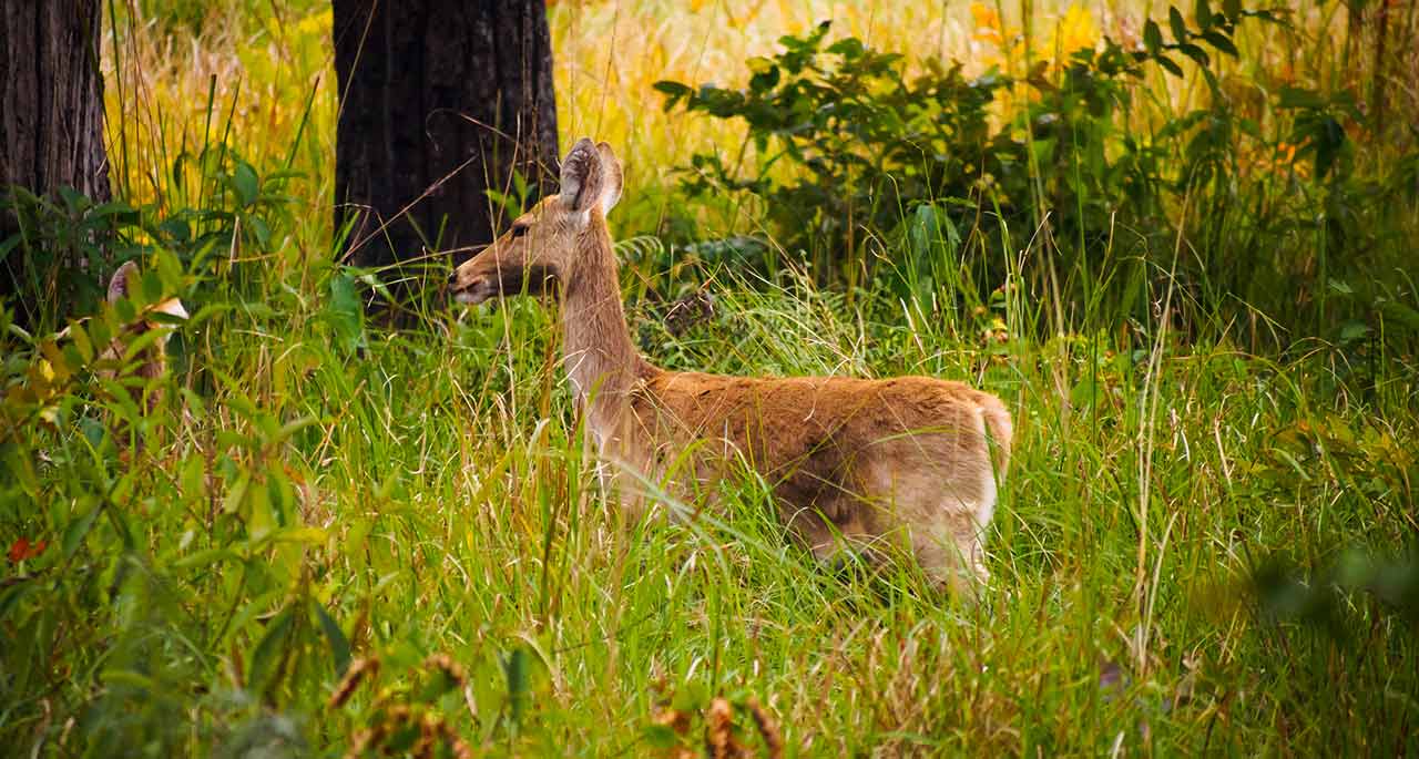 Shuklaphant National park