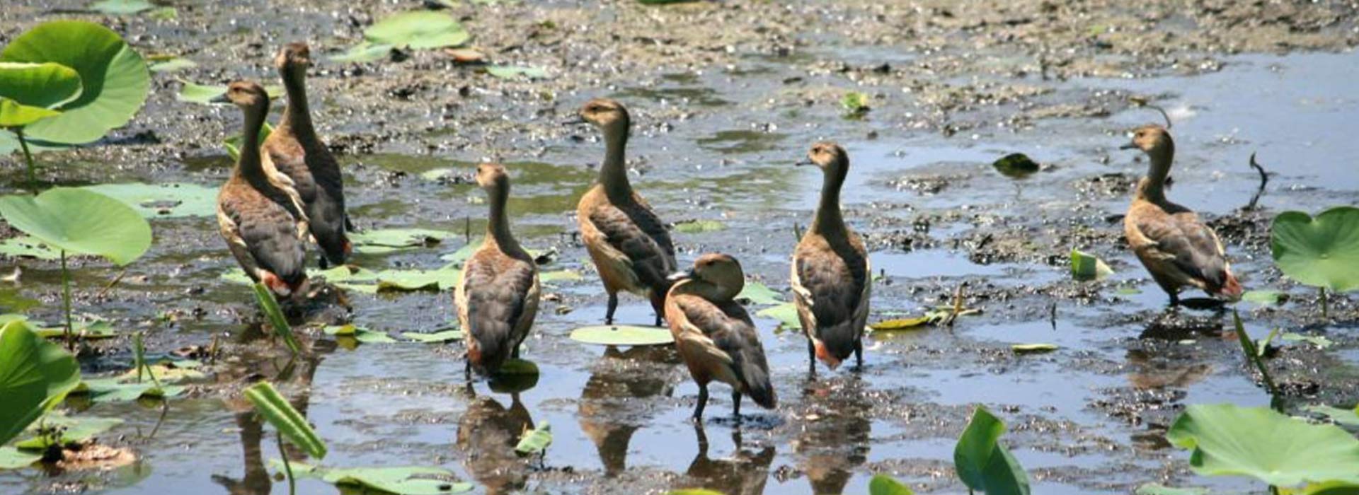 Koshi Tappu Wildlife Reserve