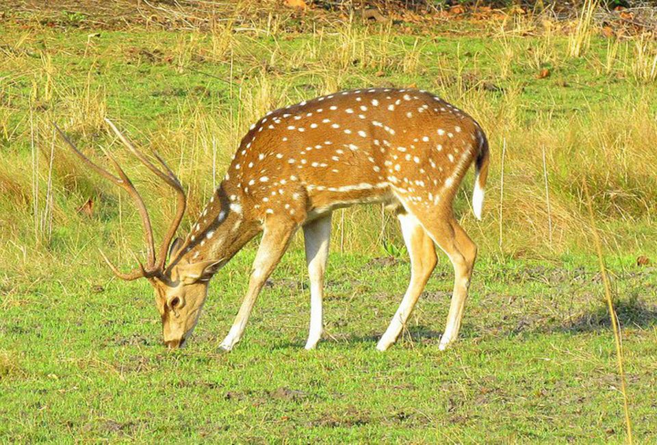 Deer in Chitwan National Park 