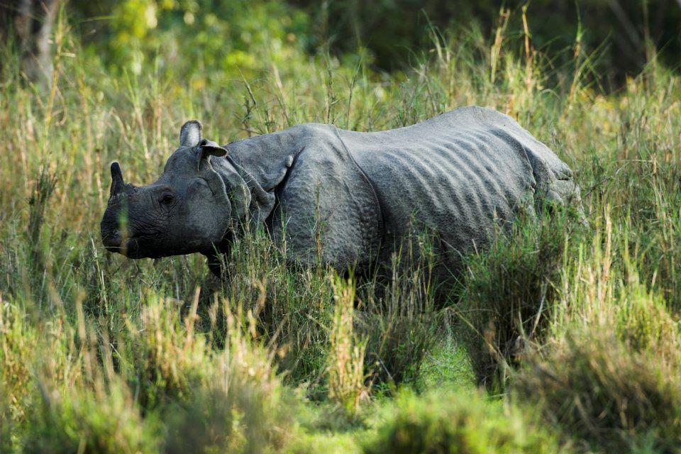 Rhino in Chitwan National Park 