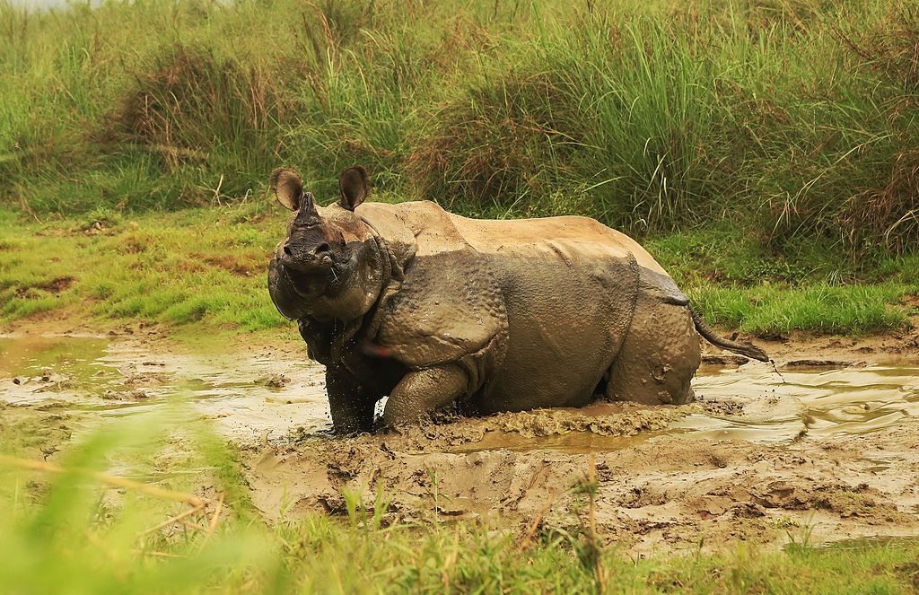 Chitwan-National-Park