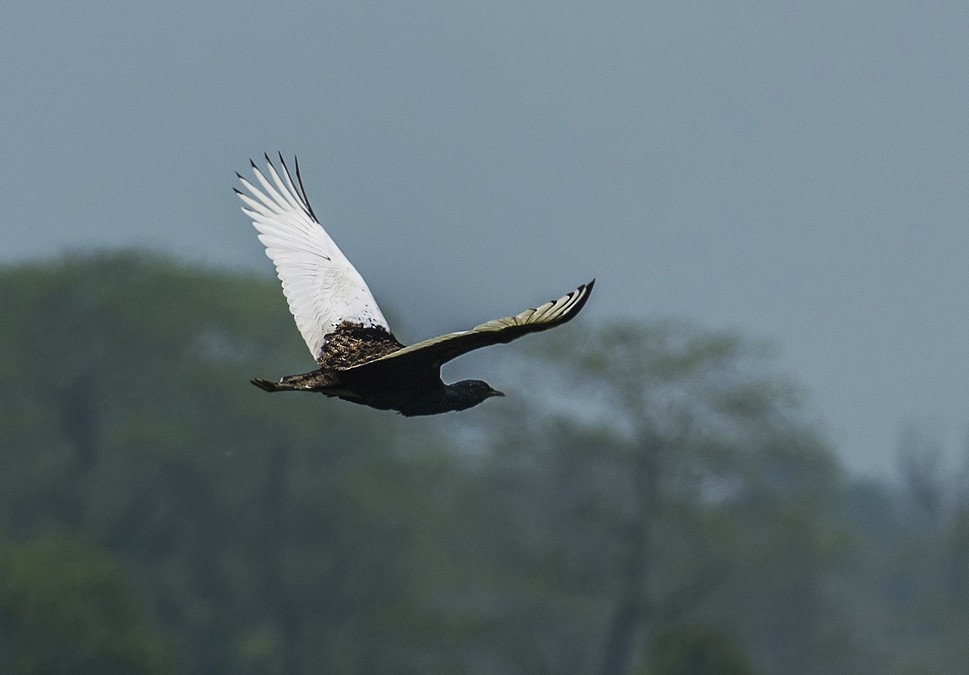 Bengal-Florican-Male