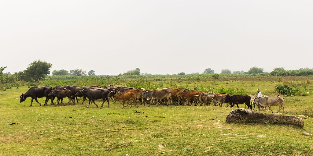 Koshi Tappu Wildlife Reserve: The Only Habitat of the Wild Water Buffalo