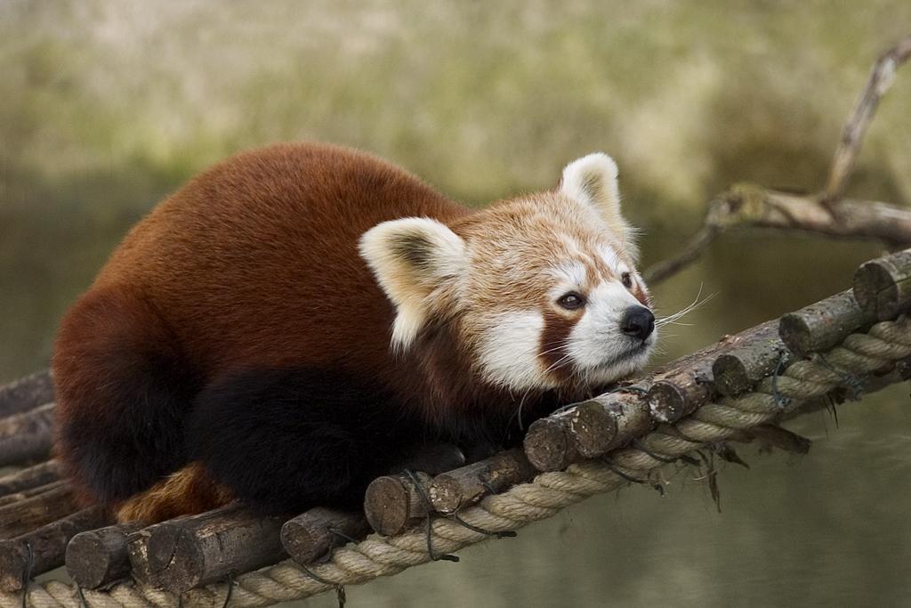 Red-Panda