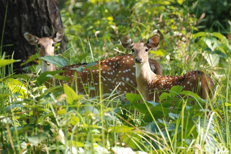 Suklaphanta-National-Park