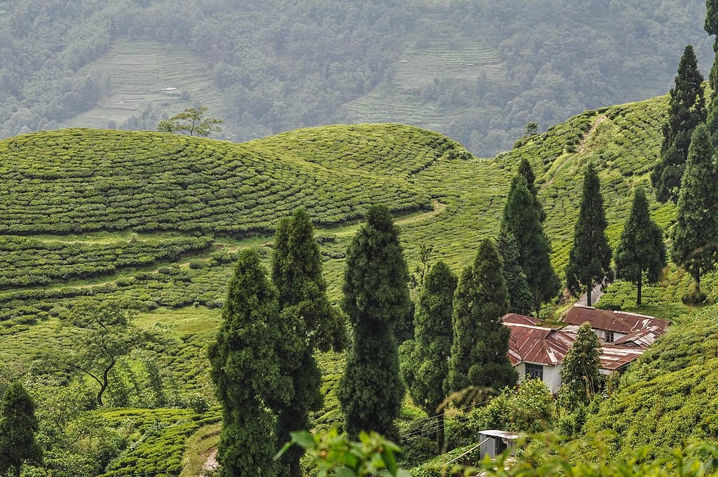 Illam: the Kingdom of Tea Production