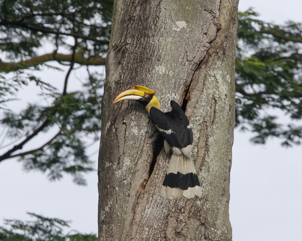 gaint-hornbill