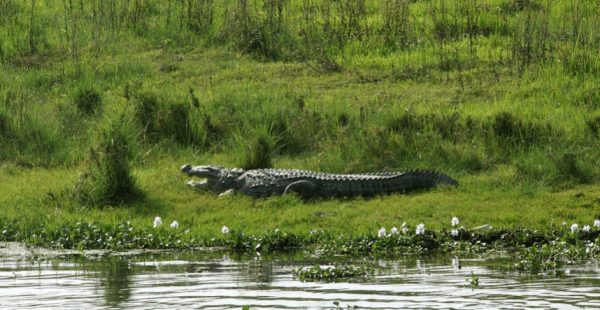 Protected Areas of Nepal: National Parks