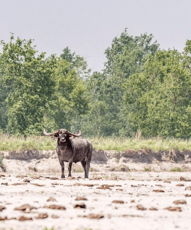 wild-water-buffalo