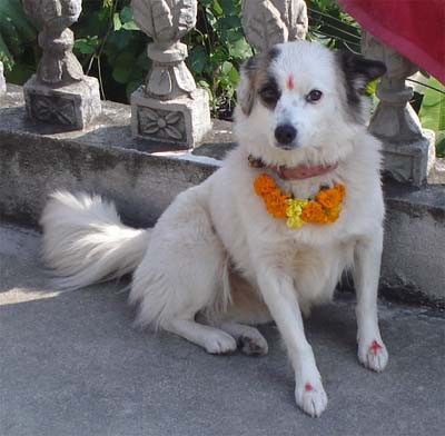 Dog-worship-in-Tihar