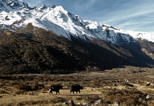 Lantang_national_park