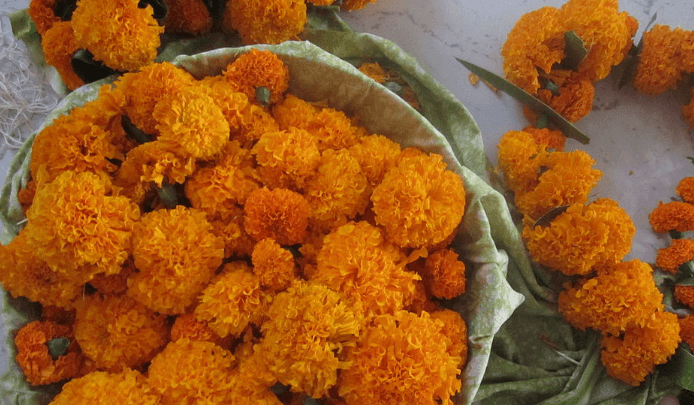 tihar-flowers