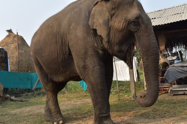 A Special Encounter at the Chitwan National Park