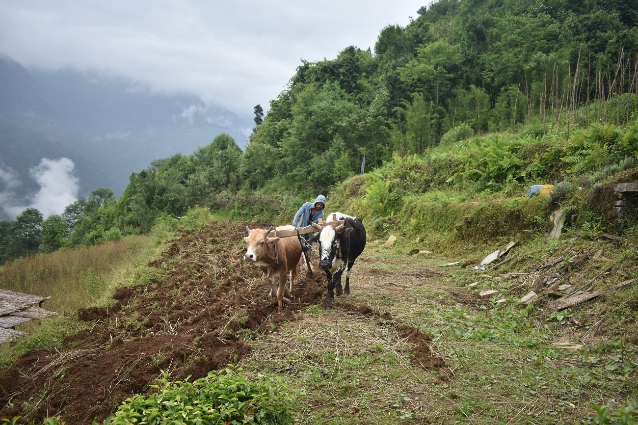 community trek nepal