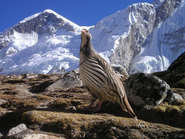 Bird watching in Nepal: Indulge your passion for birds in this abundant land