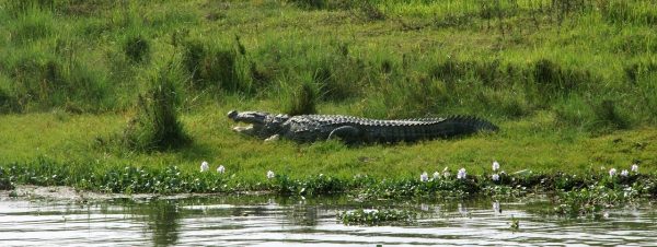 Chitwan Jungle Safari