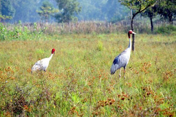 simple essay on lumbini in english language