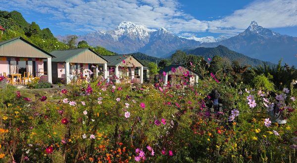 Colorful flowers with mountain backdrop