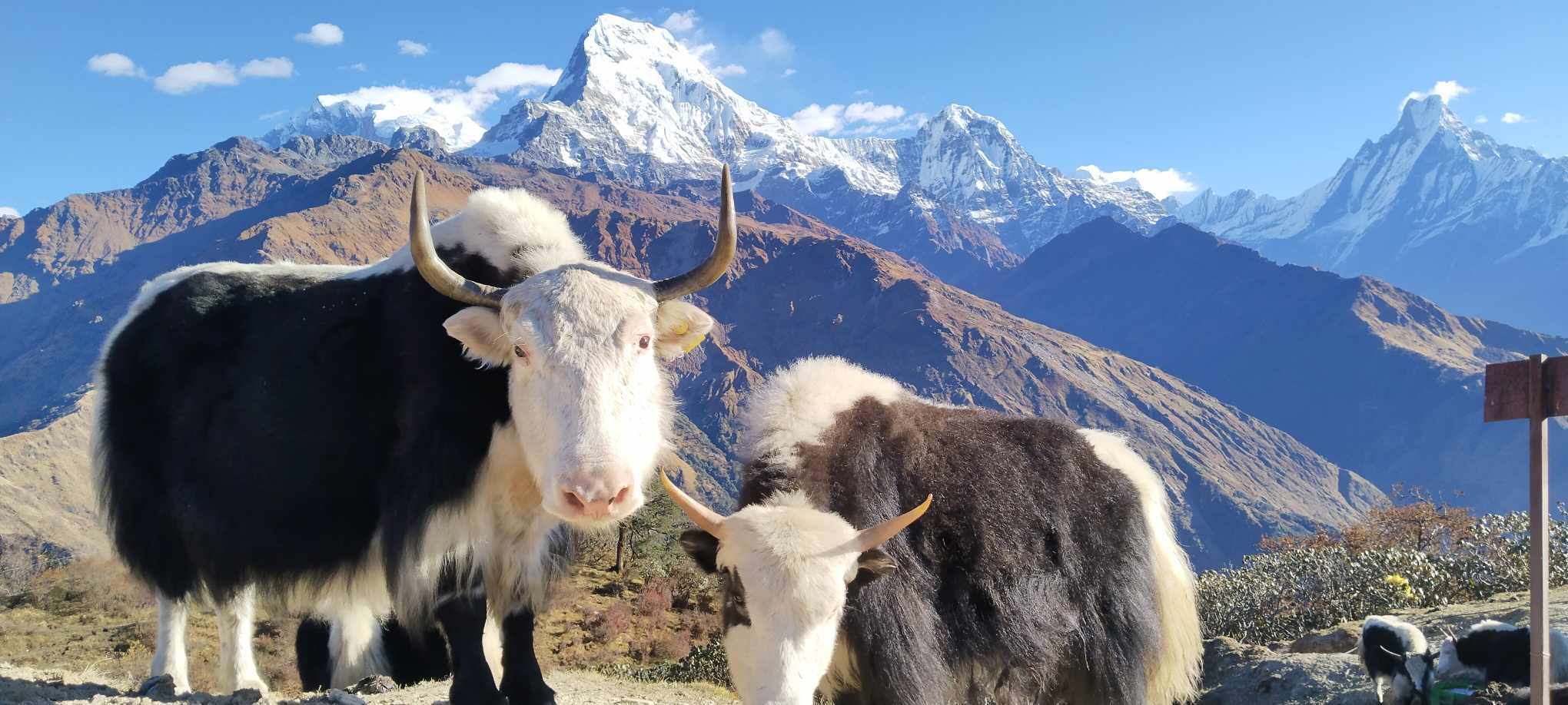 What is the Poon Hill Mulde Peak trek difficulty, and what preparation is needed for beginners?