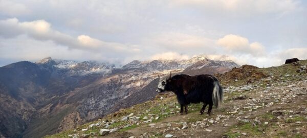Yak spotted at Khopra Ridge Trek